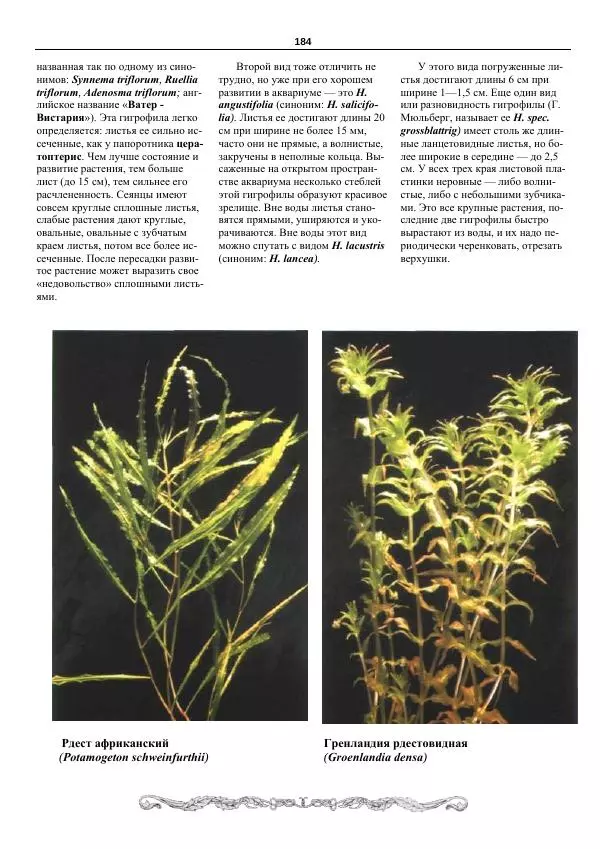 Марк Махлин - Аквариумный сад - Страница № 185