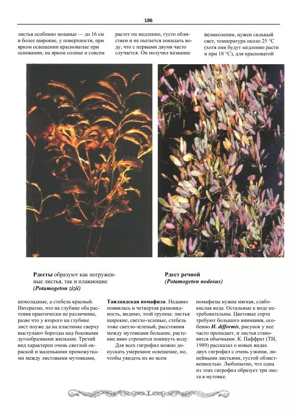 Марк Махлин - Аквариумный сад - Страница № 187