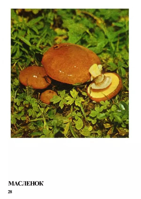 Б. Андрест - Грибы. Каталог - Страница № 29