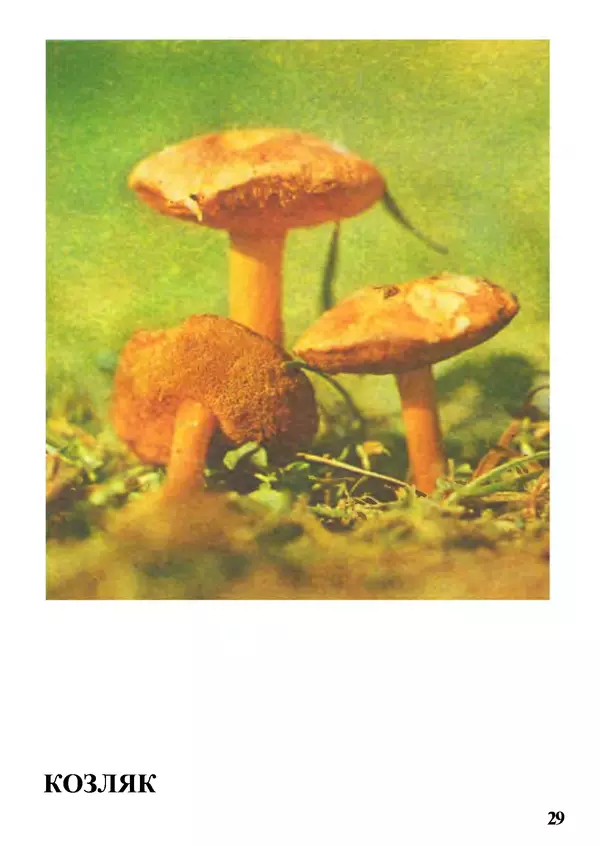 Б. Андрест - Грибы. Каталог - Страница № 30