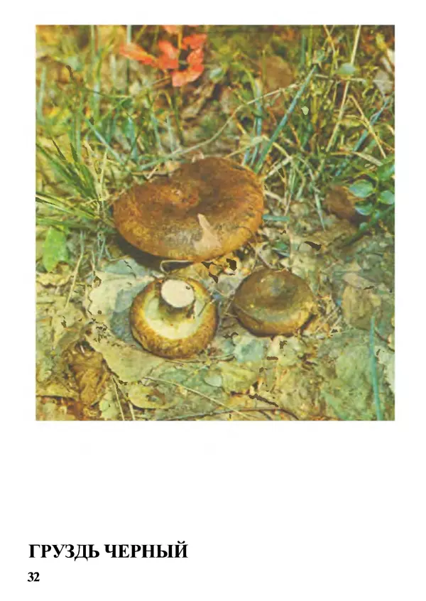 Б. Андрест - Грибы. Каталог - Страница № 33