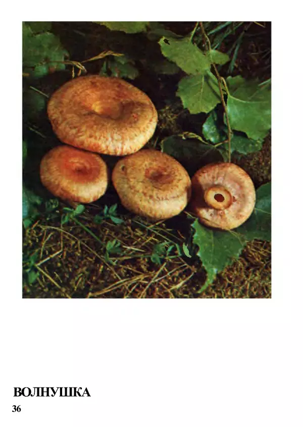 Б. Андрест - Грибы. Каталог - Страница № 37