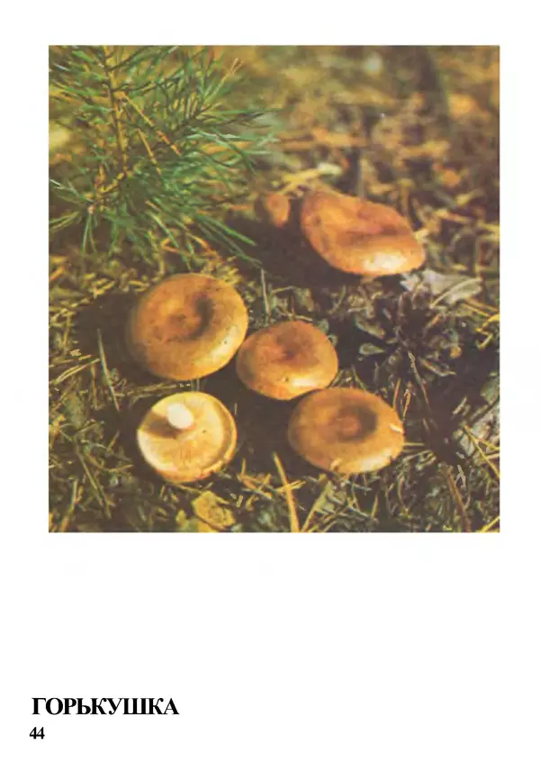 Б. Андрест - Грибы. Каталог - Страница № 45