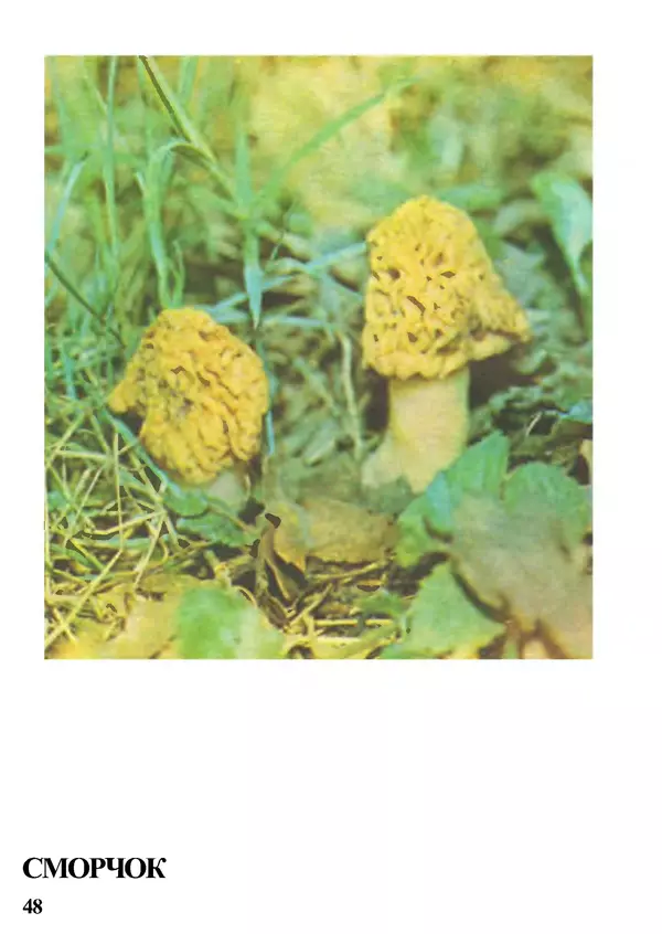 Б. Андрест - Грибы. Каталог - Страница № 49