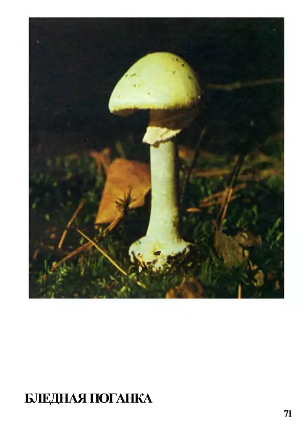 Б. Андрест - Грибы. Каталог - Страница № 72