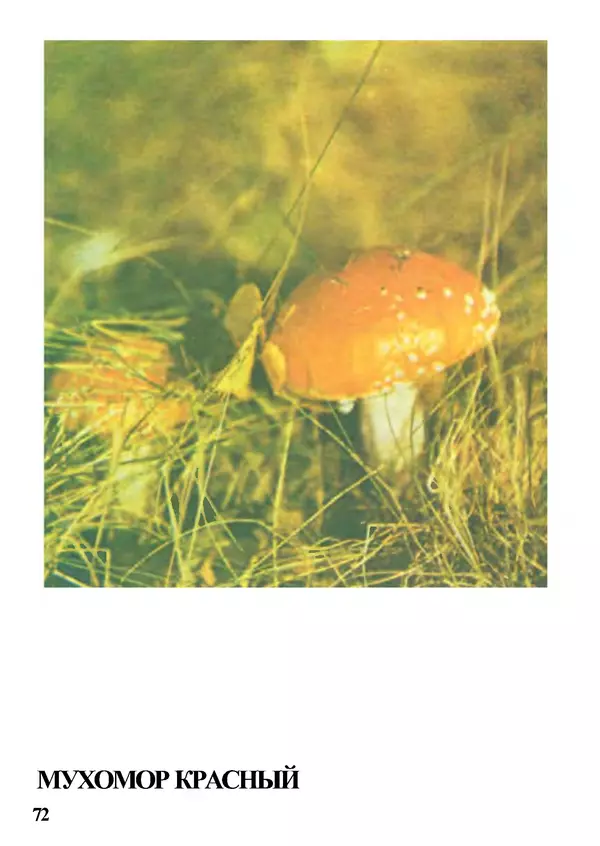 Б. Андрест - Грибы. Каталог - Страница № 73