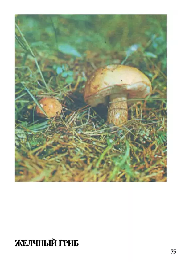 Б. Андрест - Грибы. Каталог - Страница № 76