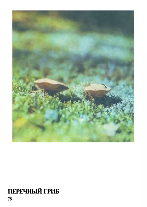 Б. Андрест - Грибы. Каталог - Страница № 79