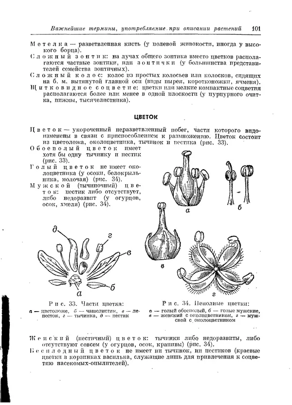  Коллектив авторов - Травянистые растения СССР. Том 1 - Страница № 101