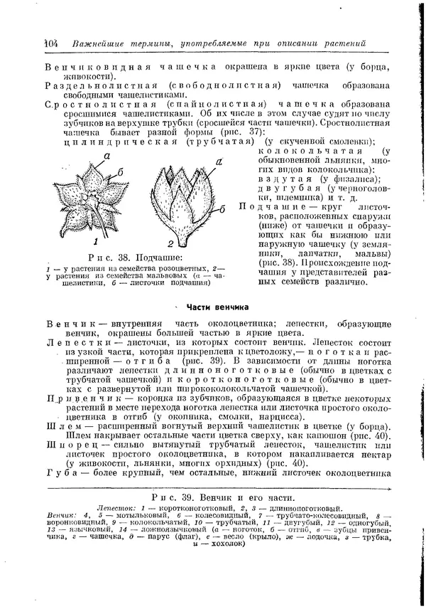  Коллектив авторов - Травянистые растения СССР. Том 1 - Страница № 104