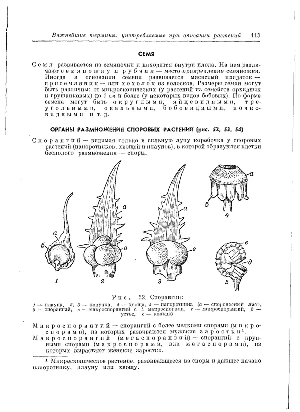  Коллектив авторов - Травянистые растения СССР. Том 1 - Страница № 115