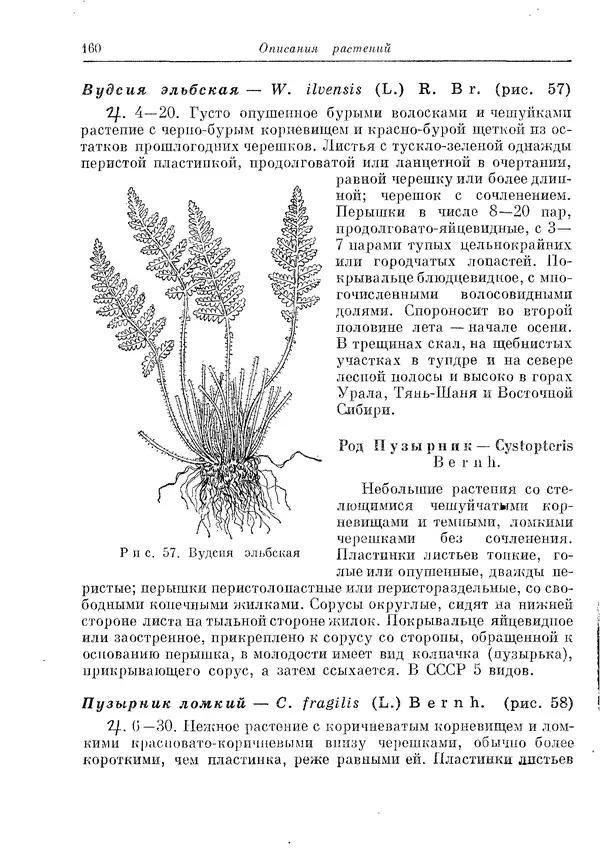  Коллектив авторов - Травянистые растения СССР. Том 1 - Страница № 160