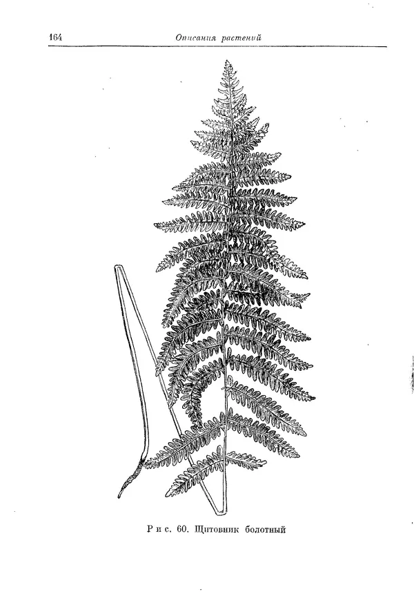  Коллектив авторов - Травянистые растения СССР. Том 1 - Страница № 164