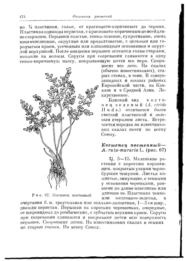 Коллектив авторов - Травянистые растения СССР. Том 1 - Страница № 174