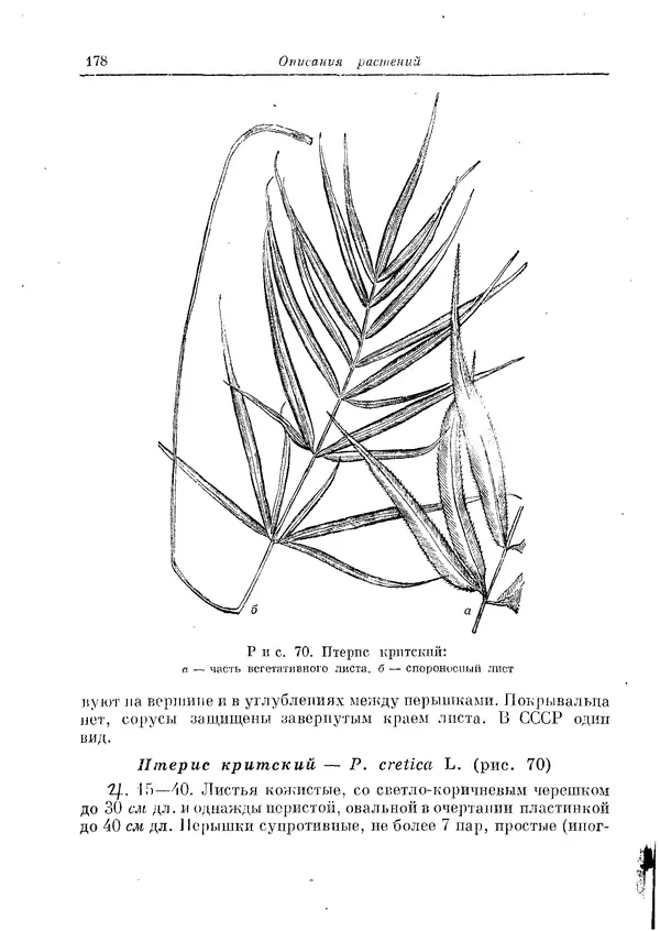  Коллектив авторов - Травянистые растения СССР. Том 1 - Страница № 178