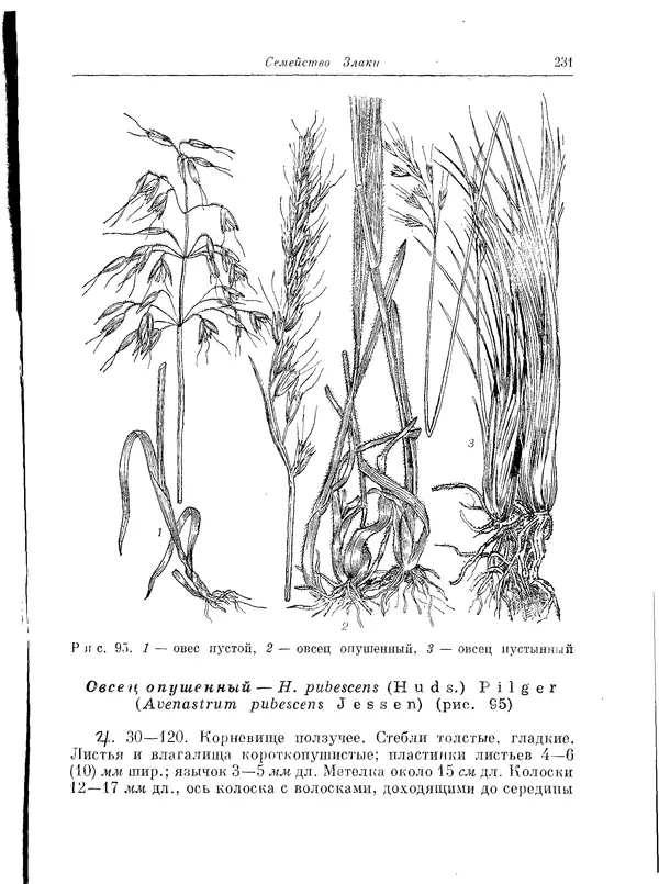  Коллектив авторов - Травянистые растения СССР. Том 1 - Страница № 231