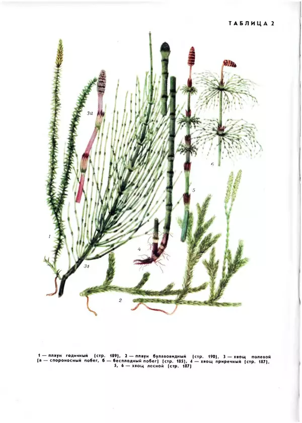  Коллектив авторов - Травянистые растения СССР. Том 1 - Страница № 490