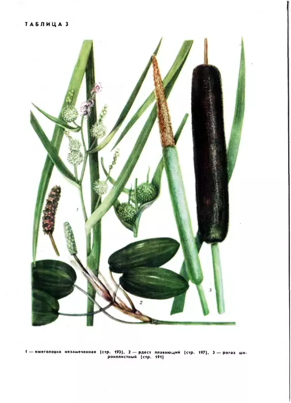  Коллектив авторов - Травянистые растения СССР. Том 1 - Страница № 491
