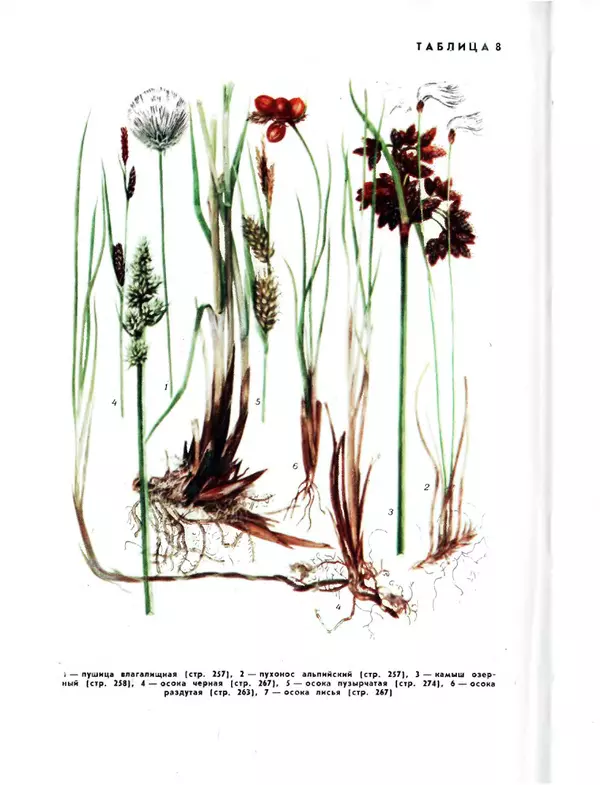  Коллектив авторов - Травянистые растения СССР. Том 1 - Страница № 496