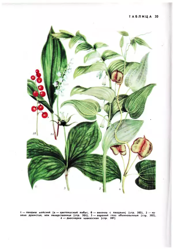  Коллектив авторов - Травянистые растения СССР. Том 1 - Страница № 508
