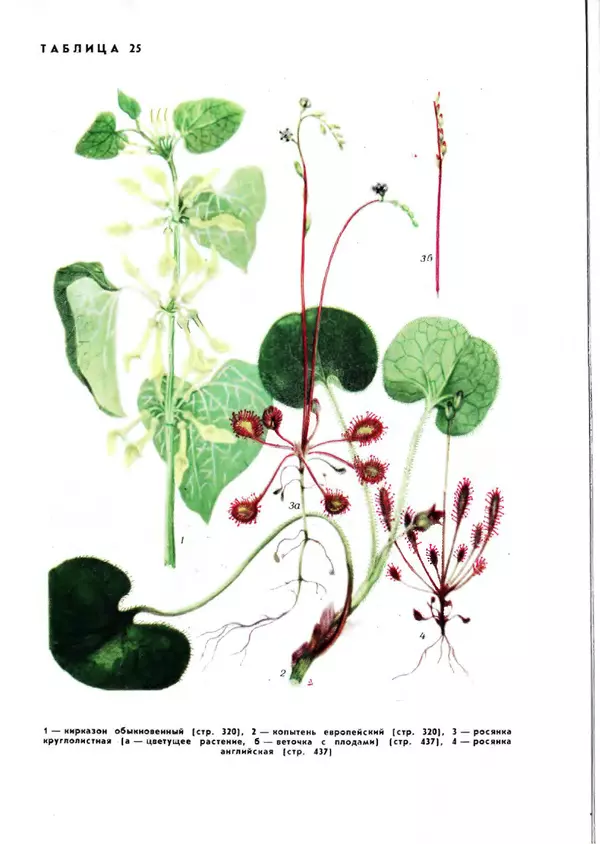  Коллектив авторов - Травянистые растения СССР. Том 1 - Страница № 513