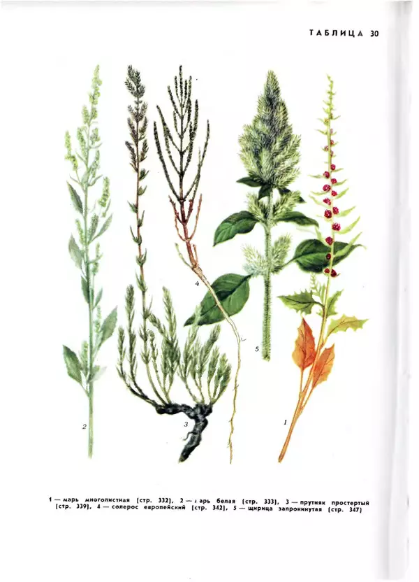  Коллектив авторов - Травянистые растения СССР. Том 1 - Страница № 518