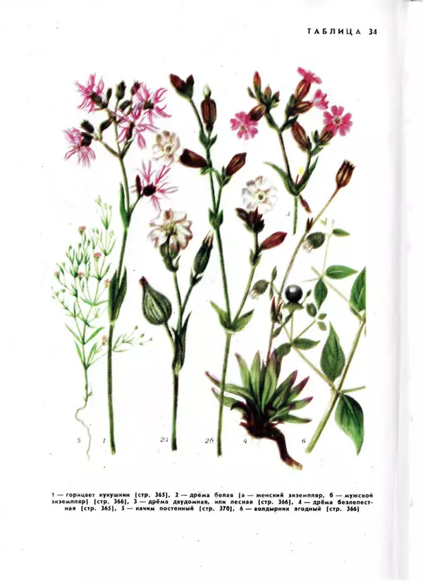  Коллектив авторов - Травянистые растения СССР. Том 1 - Страница № 522