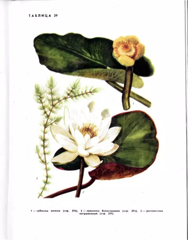  Коллектив авторов - Травянистые растения СССР. Том 1 - Страница № 527
