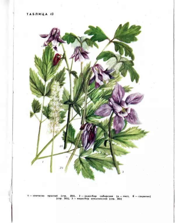  Коллектив авторов - Травянистые растения СССР. Том 1 - Страница № 531