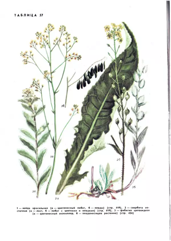  Коллектив авторов - Травянистые растения СССР. Том 1 - Страница № 545