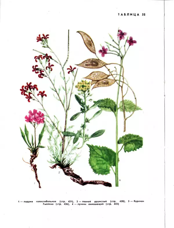  Коллектив авторов - Травянистые растения СССР. Том 1 - Страница № 546