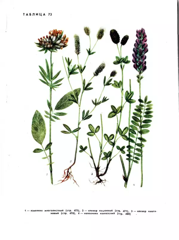  Коллектив авторов - Травянистые растения СССР. Том 1 - Страница № 561
