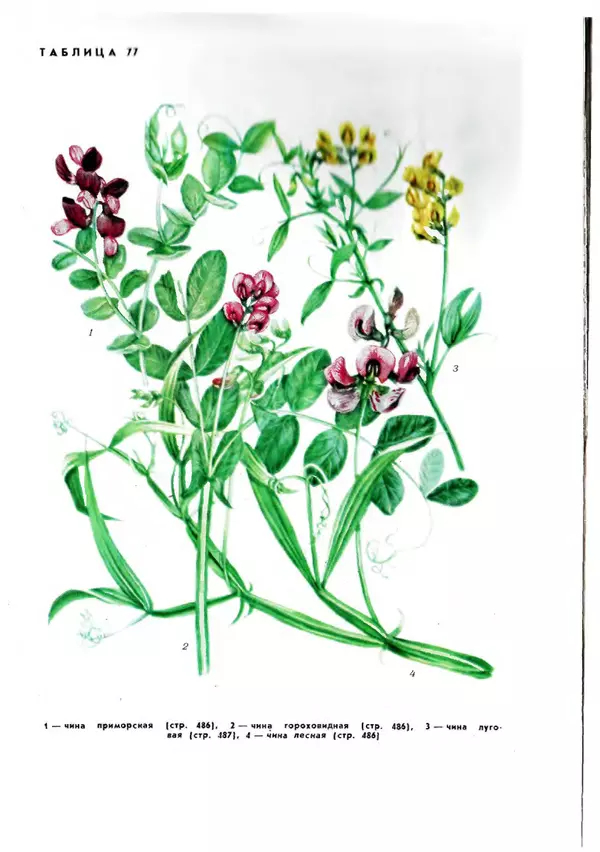  Коллектив авторов - Травянистые растения СССР. Том 1 - Страница № 565