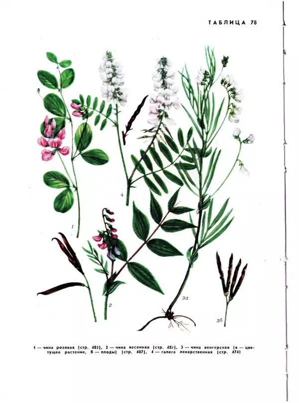  Коллектив авторов - Травянистые растения СССР. Том 1 - Страница № 566