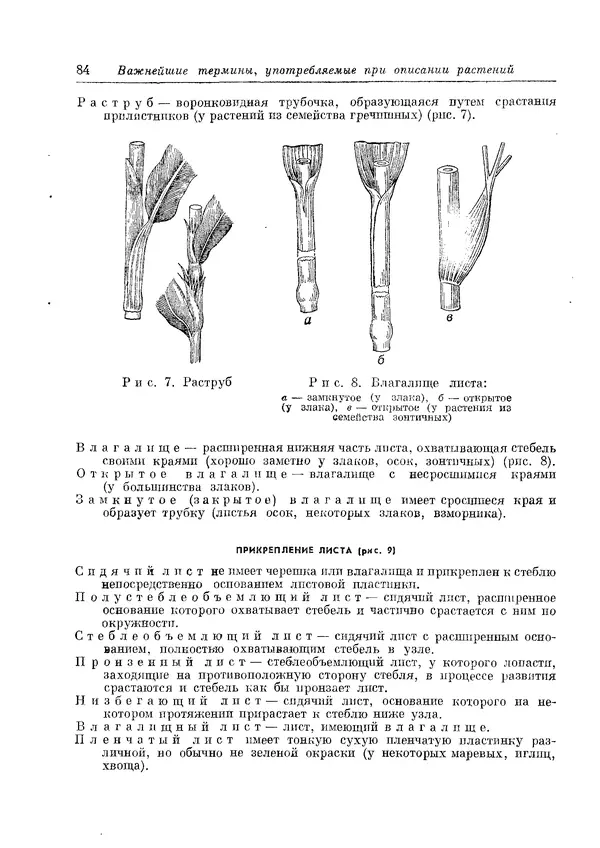  Коллектив авторов - Травянистые растения СССР. Том 1 - Страница № 84