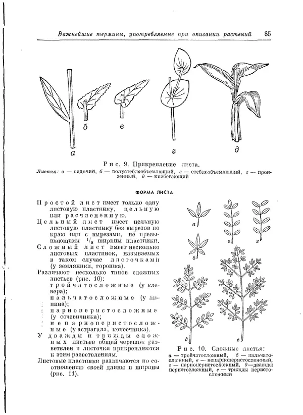  Коллектив авторов - Травянистые растения СССР. Том 1 - Страница № 85