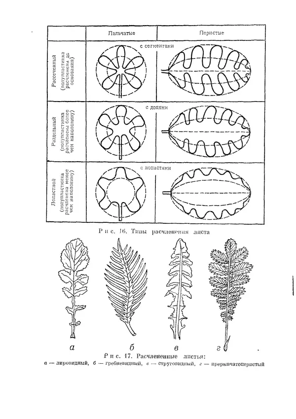  Коллектив авторов - Травянистые растения СССР. Том 1 - Страница № 90