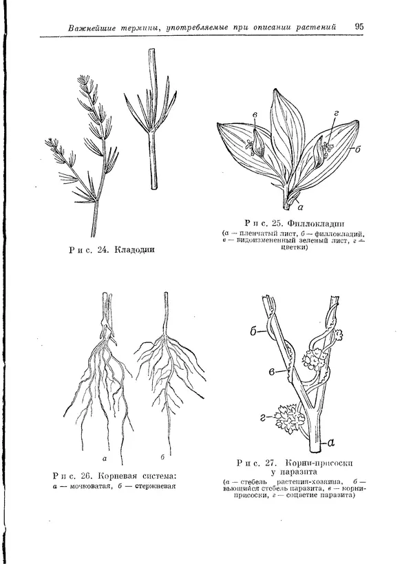  Коллектив авторов - Травянистые растения СССР. Том 1 - Страница № 95