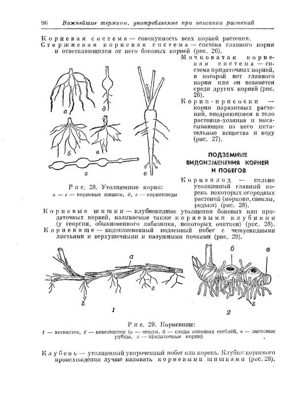  Коллектив авторов - Травянистые растения СССР. Том 1 - Страница № 96