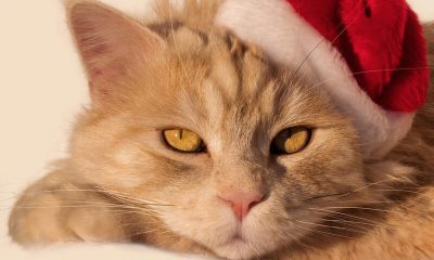 Испорченный праздник или один день из жизни кота Кузьмы (fb2)