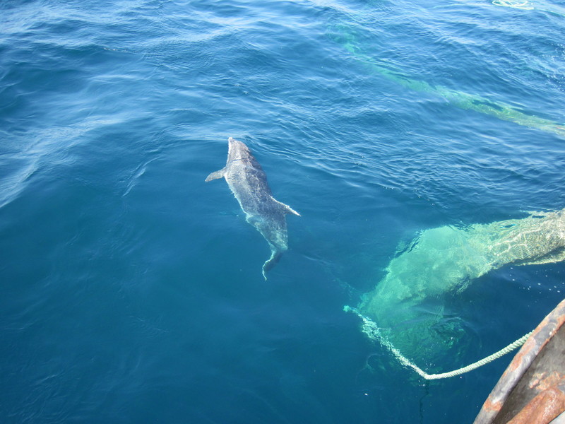 Эти удивительные дельфины (СИ) (fb2)