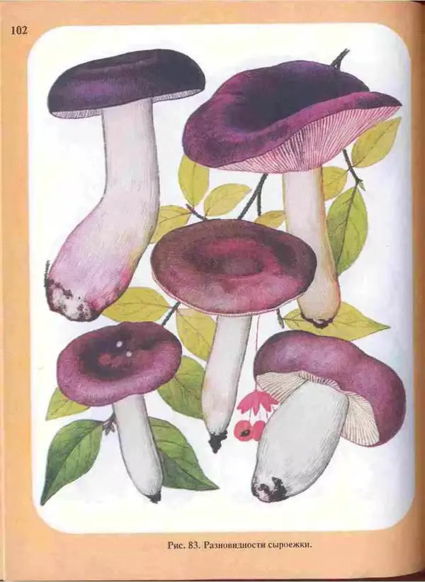 КулЛиб. А. В. Юдин - Большой определитель грибов. Страница № 102