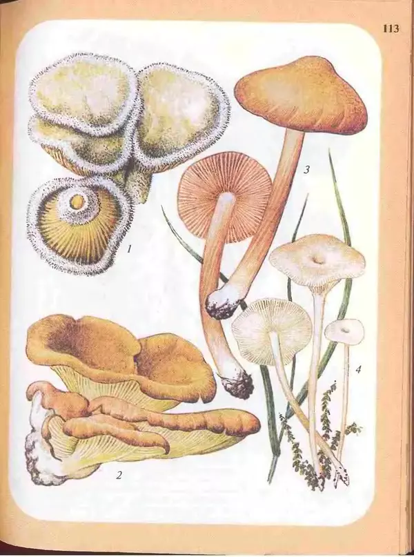 КулЛиб. А. В. Юдин - Большой определитель грибов. Страница № 113