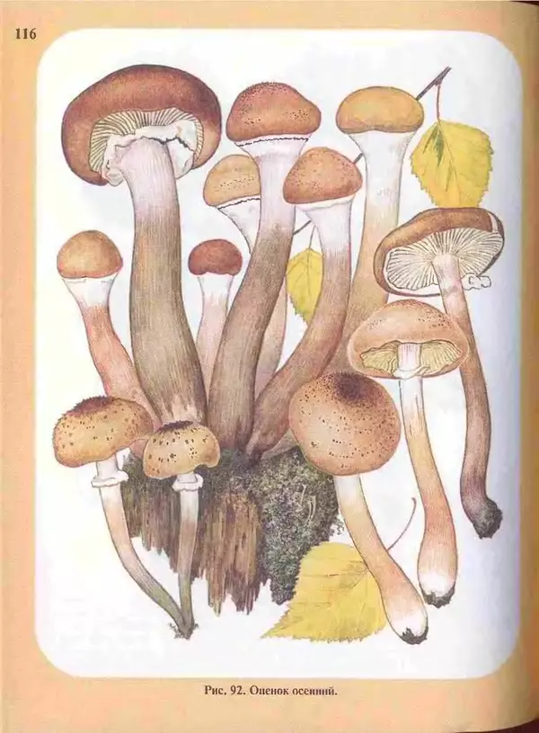 КулЛиб. А. В. Юдин - Большой определитель грибов. Страница № 116