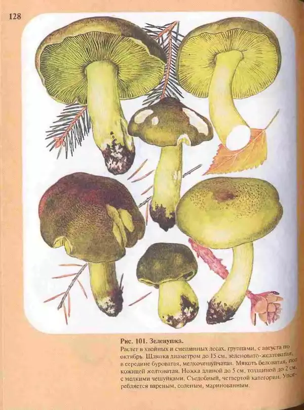 КулЛиб. А. В. Юдин - Большой определитель грибов. Страница № 128