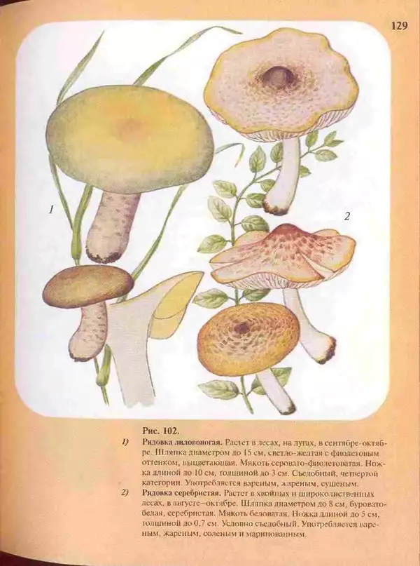 КулЛиб. А. В. Юдин - Большой определитель грибов. Страница № 129