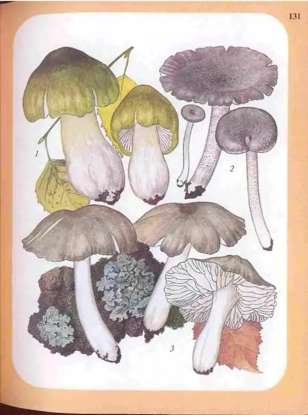 КулЛиб. А. В. Юдин - Большой определитель грибов. Страница № 131