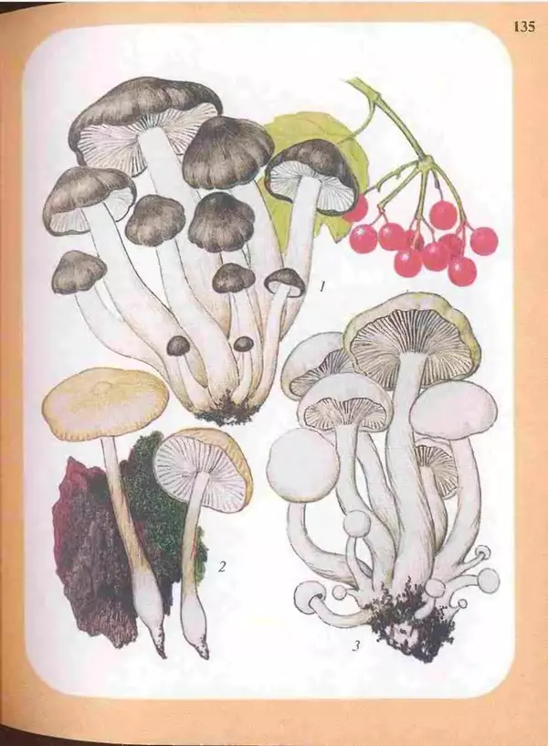 КулЛиб. А. В. Юдин - Большой определитель грибов. Страница № 135