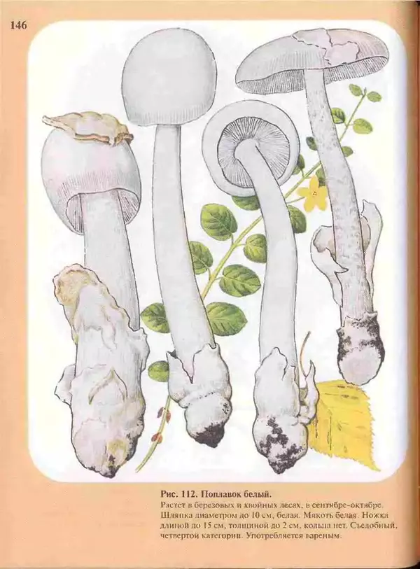 КулЛиб. А. В. Юдин - Большой определитель грибов. Страница № 146