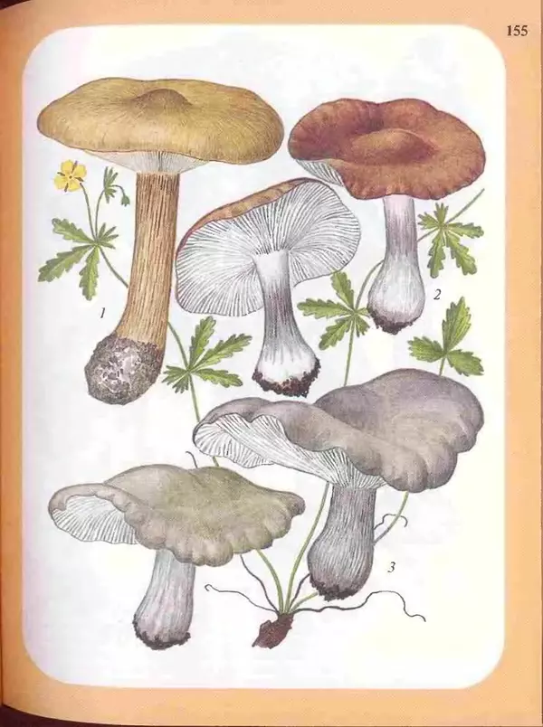 КулЛиб. А. В. Юдин - Большой определитель грибов. Страница № 155